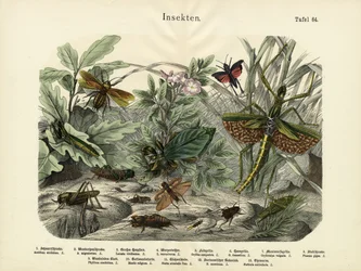 昆虫、1860年頃